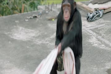 Gorilla 2019 in Hindi thumb